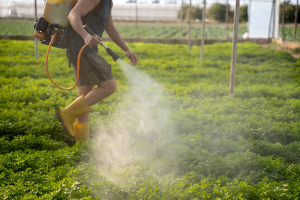 Best Local Pest Control Services  in Paul, ID