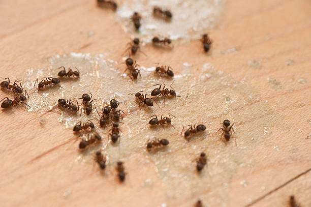Best Residential Pest Control  in Paul, ID