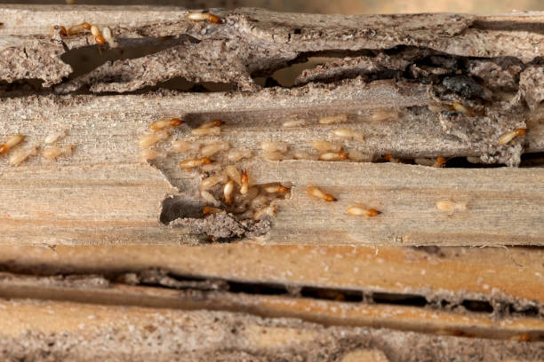Best Best Pest Control Companies  in Paul, ID