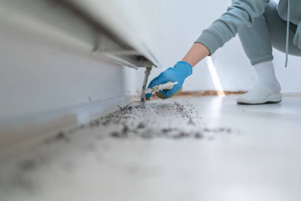 Best Bed Bug Extermination  in Paul, ID